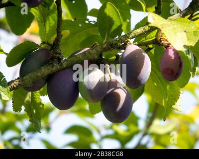 Bouquet de prunes mûrir au soleil Banque D'Images