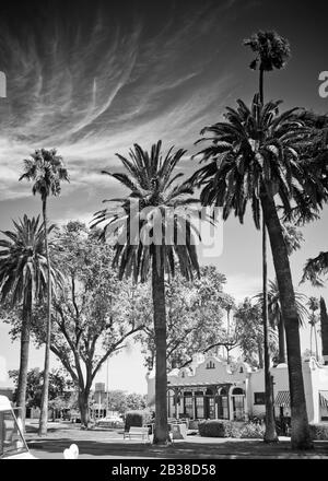 Image en noir et blanc des palmiers dans la ville endormie de Patterson, Californie, États-Unis Banque D'Images