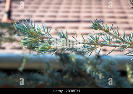 Belles brindilles vertes bleues d'un cèdre de Deodar (Cedrus deodara) Banque D'Images