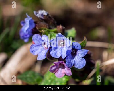 Fleur bleue Lungwort au printemps Banque D'Images