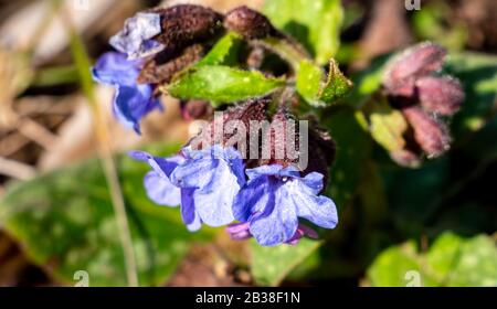 fleur de lungwort à feuilles étroites au printemps Banque D'Images