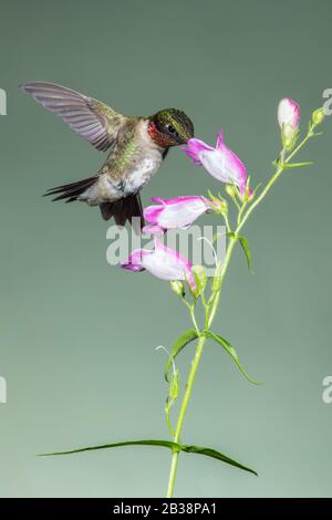 Un Nectar de rassemblement d'colibris à gorge rubis Banque D'Images