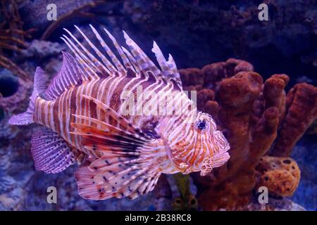 Lionfish rouge (Pterois volitans).Pterois volitans. Poisson-lionfish rouge Pterois volitans poisson aquarium. Banque D'Images