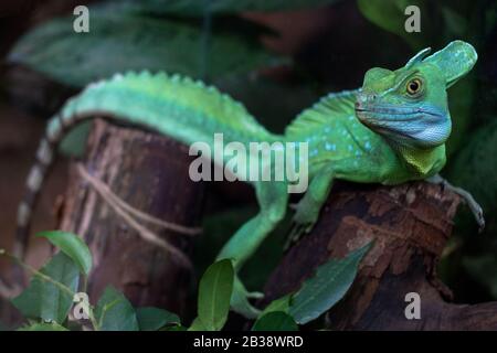 - Lézard vert lézard vert avec une longue queue debout sur un morceau de bois Banque D'Images