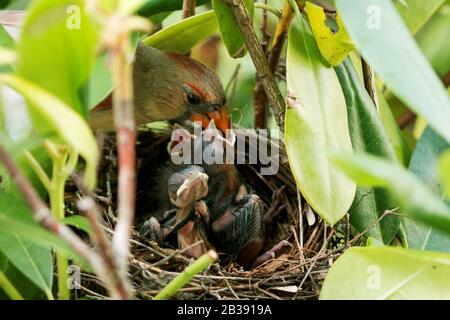 Mère Cardinal oiseau se nourrit de ses poussins de cinq jours dans le nid. Banque D'Images