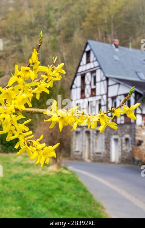 Forsythia fleurit devant avec de l'herbe verte et une maison européenne. Golden Bell, Border Forsythia fleurir dans le Bush de jardin de printemps. Banque D'Images