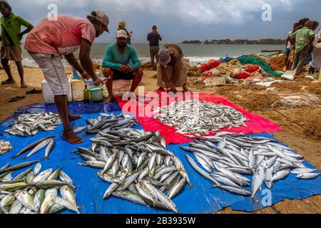 Un vendeur de poisson arrose de l'eau sur les captures pour l'empêcher de sécher à la chaleur au marché de poissons de Galle près de la ville de Galle au Sri Lanka. Banque D'Images