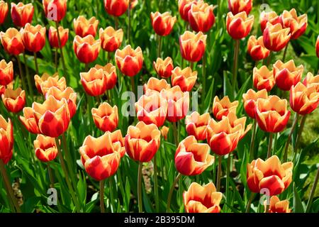 Fleurs de tulipe jaune-rouge fleuries dans un champ de tulipe au coucher du soleil. Contexte de la nature Banque D'Images