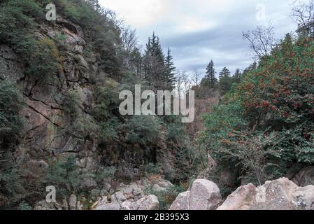 Paysage dans une vallée entourée d'une forêt et de buissons avec des baies rouges et des roches massives Banque D'Images