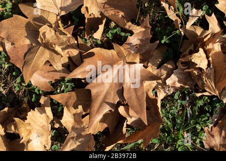 Les feuilles d'arbre de Sycamore sont tombées sur l'herbe près. Banque D'Images