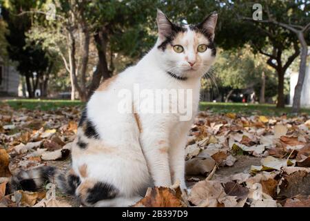 Cat avec des couleurs gris blanc jaune. Il est assis sur l'herbe. Il y a des feuilles séchées autour. Gros plan. Banque D'Images