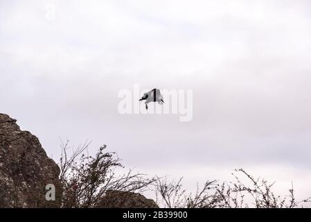 Vautour noir, buzzard ou vol de jute noir Banque D'Images