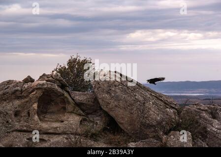 Vautour noir, buzzard ou vol de jute noir Banque D'Images