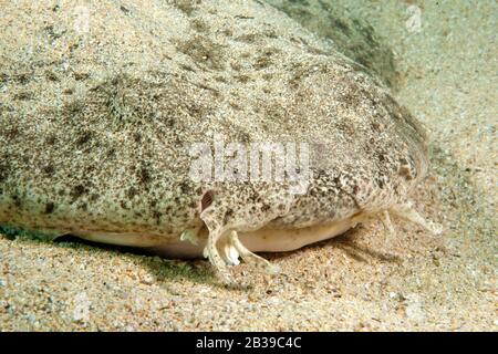 Engelhai, requin ange, (Squatina squatina) Banque D'Images