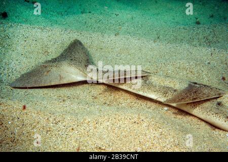 Engelhai, requin ange, (Squatina squatina) Banque D'Images