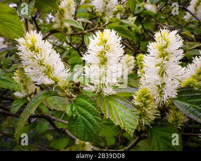 Pics de fleurs distinctifs sur les principales plantes de Fothergilla Dans un jardin boisé anglais au Royaume-Uni Banque D'Images