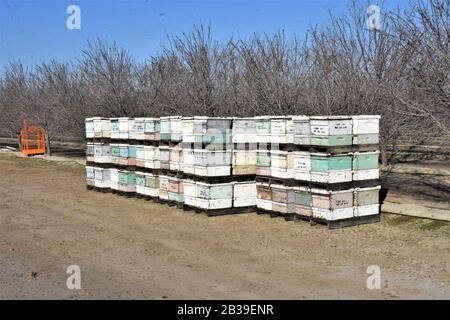 Ruches d'abeilles pour la pollinisation d'amandiers dans la vallée centrale de la Californie où la population d'abeilles est en difficulté alors que la sécheresse remonte Banque D'Images