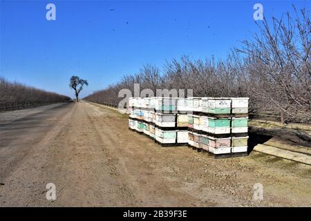 Ruches d'abeilles pour la pollinisation d'amandiers dans la vallée centrale de la Californie où la population d'abeilles est en difficulté alors que la sécheresse remonte Banque D'Images