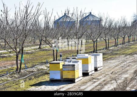 Ruches d'abeilles pour la pollinisation d'amandiers dans la vallée centrale de la Californie où la population d'abeilles est en difficulté alors que la sécheresse remonte Banque D'Images