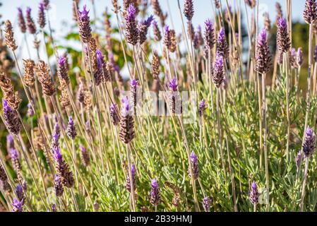 Gros plan sur les fleurs de lavande qui agissent avec le vent Banque D'Images