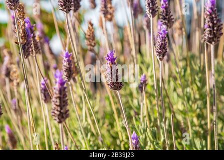 Gros plan sur les fleurs de lavande qui agissent avec le vent Banque D'Images