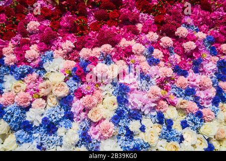 Belle fleurs colorées fond. Un tapis de fleurs bleues, blanches et roses. Vue de dessus. Banque D'Images