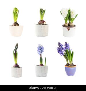 Ensemble d'hyacinthes colorés dans des pots de fleurs isolés sur fond blanc. Banque D'Images