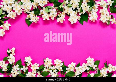 Jasmine, Philadelphus ou fleurs d'orange foncé sur fond rose vif. Espace de copie, vue de dessus. Fleurs d'été ou de printemps fond. Banque D'Images