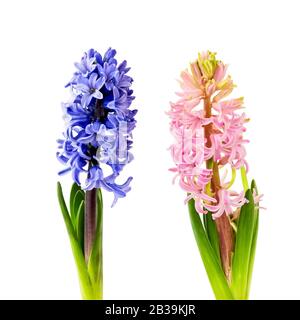 Hyacinthes bleu et rose isolés sur fond blanc. Espace de copie Banque D'Images