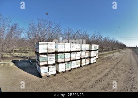 Ruches d'abeilles pour la pollinisation d'amandiers dans la vallée centrale de la Californie où la population d'abeilles est en difficulté alors que la sécheresse remonte Banque D'Images