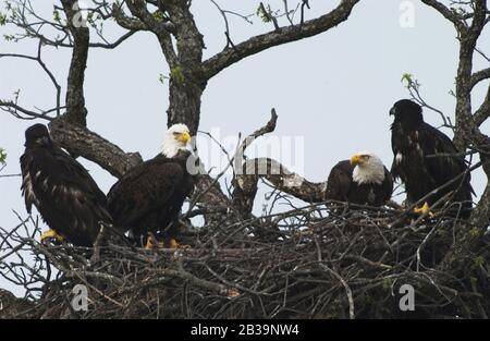 Llano County Texas USA, 4 avril 2004: Une paire d'aigles à tête blanche américains et leurs deux descendants immatures perch sur un membre surplombant la rivière Llano dans le centre du Texas à environ 120 mètres d'une grande autoroute.©Bob Daemmrich Banque D'Images