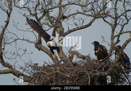 Llano County Texas USA, le 4 avril 2004 : un aigle à tête blanche américain prend son enrôle alors que ses deux descendants immatures perchonnent sur un membre surplombant la rivière Llano dans le centre du Texas, à environ 120 mètres d'une grande autoroute.©Bob Daemmrich Banque D'Images