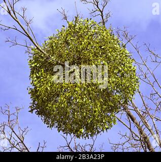 Printemps, GUI dans les arbres contre le ciel bleu. Baden Baden, Bade-Wurtemberg, Allemagne Banque D'Images