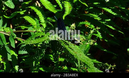 Dragonfly sur une feuille de fougères dans la bague Banque D'Images