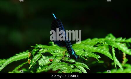 Dragonfly sur une feuille de fougères dans la bague Banque D'Images