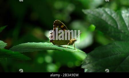 Papillon de tons bruns dans la montagne Banque D'Images