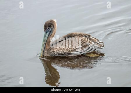 Pélicans Au Huntington Beach State Park, Caroline Du Sud Banque D'Images