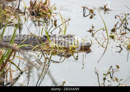 Alligators Au Huntington Beach State Park, Caroline Du Sud Banque D'Images