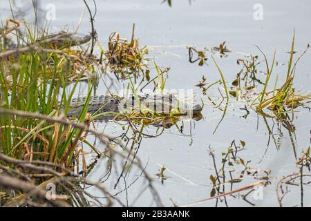 Alligators Au Huntington Beach State Park, Caroline Du Sud Banque D'Images