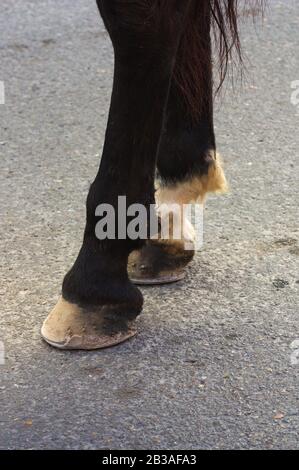 Gros plan sur les jambes d'un cheval qui marche à travers une zone pavée de la ville Banque D'Images
