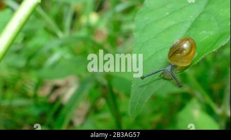 Reproduction des escargots sur la feuille d'une plante forestière Banque D'Images
