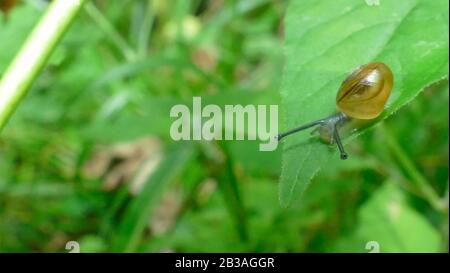 Reproduction des escargots sur la feuille d'une plante forestière Banque D'Images