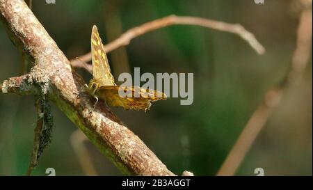 Papillon de tons bruns dans la montagne Banque D'Images
