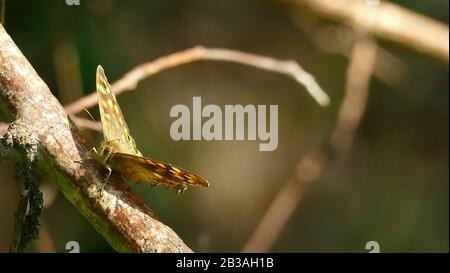 Papillon de tons bruns dans la montagne Banque D'Images