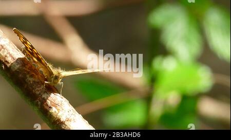 Papillon de tons bruns dans la montagne Banque D'Images
