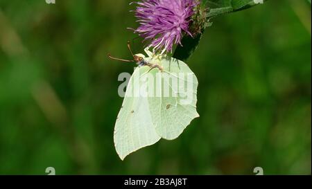 Papillon blanc ramassant le nectar d'une plante dans la forêt Banque D'Images