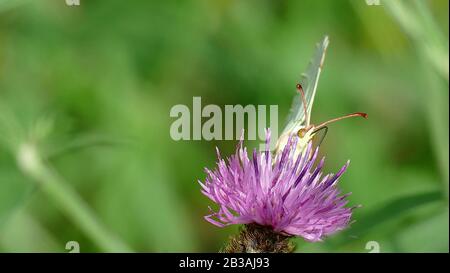 Papillon blanc ramassant le nectar d'une plante dans la forêt Banque D'Images