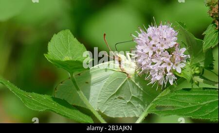 Papillon blanc ramasser le nectar d'une plante blanche dans la forêt Banque D'Images