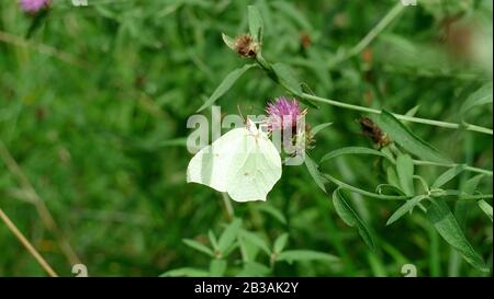 Papillon blanc ramassant le nectar d'une plante dans la forêt Banque D'Images