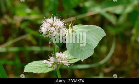 Papillon blanc ramasser le nectar d'une plante blanche dans la forêt Banque D'Images